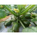 Hybrid oval round dark green with flower summer vegetable squash seeds